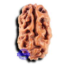 Load image into Gallery viewer, 2 Mukhi Rudraksha from Indonesia - Bead No. 225