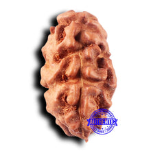 Load image into Gallery viewer, 2 Mukhi Rudraksha from Indonesia - Bead No. 226