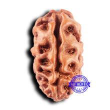 Load image into Gallery viewer, 2 Mukhi Rudraksha from Indonesia - Bead No. 228