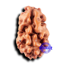 Load image into Gallery viewer, 2 Mukhi Rudraksha from Indonesia - Bead No. 233
