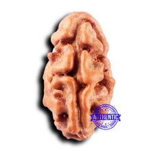 Load image into Gallery viewer, 2 Mukhi Rudraksha from Indonesia - Bead No. 239
