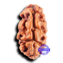 Load image into Gallery viewer, 2 Mukhi Rudraksha from Indonesia - Bead No. 240