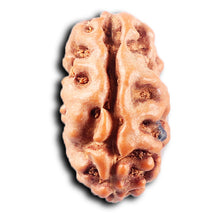 Load image into Gallery viewer, 2 Mukhi Rudraksha from Indonesia - Bead No. 249