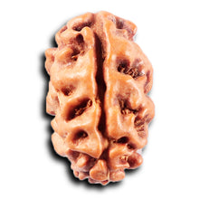 Load image into Gallery viewer, 2 Mukhi Rudraksha from Indonesia - Bead No. 256