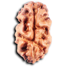 Load image into Gallery viewer, 2 Mukhi Rudraksha from Indonesia - Bead No. 263