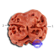 Load image into Gallery viewer, 2 Mukhi Rudraksha from Nepal - Bead No. 145