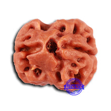 Load image into Gallery viewer, 2 Mukhi Rudraksha from Nepal - Bead No. 147