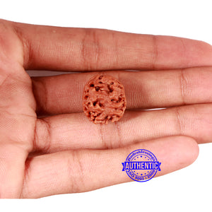2 Mukhi Rudraksha from Nepal - Bead No. 147