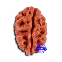 Load image into Gallery viewer, 2 Mukhi Rudraksha from Nepal - Bead No. 147