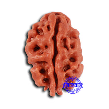 Load image into Gallery viewer, 2 Mukhi Rudraksha from Nepal - Bead No. 147