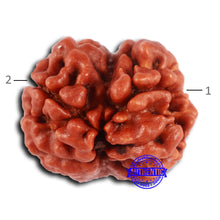 Load image into Gallery viewer, 2 Mukhi Rudraksha from Nepal - Bead No. 148
