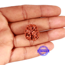 Load image into Gallery viewer, 2 Mukhi Rudraksha from Nepal - Bead No. 148