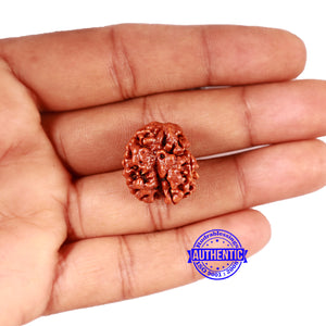 2 Mukhi Rudraksha from Nepal - Bead No. 148