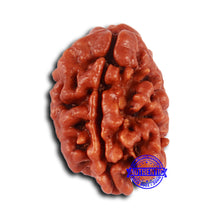 Load image into Gallery viewer, 2 Mukhi Rudraksha from Nepal - Bead No. 148