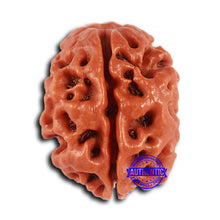 Load image into Gallery viewer, 2 Mukhi Rudraksha from Nepal - Bead No. 149