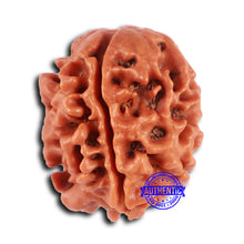 Load image into Gallery viewer, 2 Mukhi Rudraksha from Nepal - Bead No. 149