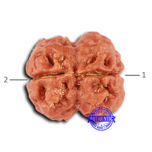 Load image into Gallery viewer, 2 Mukhi Rudraksha from Nepal - Bead No. 150