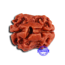Load image into Gallery viewer, 2 Mukhi Rudraksha from Nepal - Bead No. 146