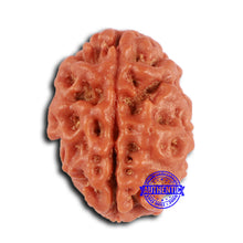 Load image into Gallery viewer, 2 Mukhi Rudraksha from Nepal - Bead No. 150
