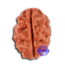 Load image into Gallery viewer, 2 Mukhi Rudraksha from Nepal - Bead No. 150