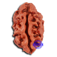 Load image into Gallery viewer, 2 Mukhi Rudraksha from Nepal - Bead No. 146