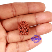 Load image into Gallery viewer, 2 Mukhi Rudraksha from Nepal - Bead No. 151