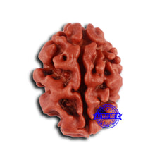 Load image into Gallery viewer, 2 Mukhi Rudraksha from Nepal - Bead No. 151