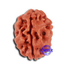 Load image into Gallery viewer, 2 Mukhi Rudraksha from Nepal - Bead No. 152
