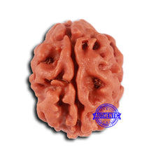 Load image into Gallery viewer, 2 Mukhi Rudraksha from Nepal - Bead No. 152