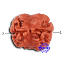 Load image into Gallery viewer, 2 Mukhi Rudraksha from Nepal - Bead No. 153