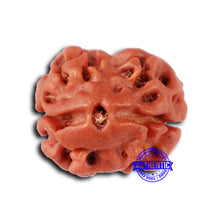 Load image into Gallery viewer, 2 Mukhi Rudraksha from Nepal - Bead No. 153