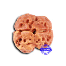 Load image into Gallery viewer, 2 Mukhi Rudraksha from Nepal - Bead No. 154