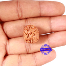 Load image into Gallery viewer, 2 Mukhi Rudraksha from Nepal - Bead No. 154