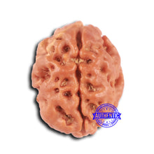 Load image into Gallery viewer, 2 Mukhi Rudraksha from Nepal - Bead No. 154