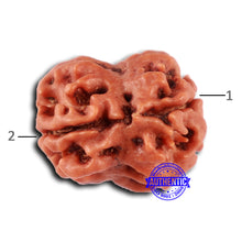 Load image into Gallery viewer, 2 Mukhi Rudraksha from Nepal - Bead No. 155