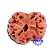 Load image into Gallery viewer, 2 Mukhi Rudraksha from Nepal - Bead No. 155