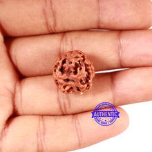 Load image into Gallery viewer, 2 Mukhi Rudraksha from Nepal - Bead No. 155
