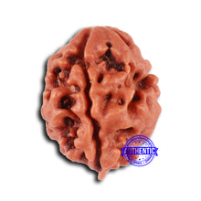 Load image into Gallery viewer, 2 Mukhi Rudraksha from Nepal - Bead No. 155