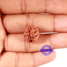 Load image into Gallery viewer, 2 Mukhi Rudraksha from Nepal - Bead No. 156