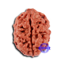 Load image into Gallery viewer, 2 Mukhi Rudraksha from Nepal - Bead No. 156
