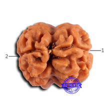 Load image into Gallery viewer, 2 Mukhi Rudraksha from Nepal - Bead No. 159
