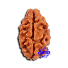 Load image into Gallery viewer, 2 Mukhi Rudraksha from Nepal - Bead No. 159