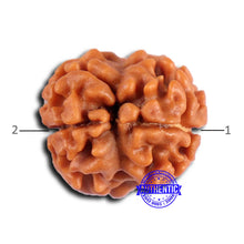 Load image into Gallery viewer, 2 Mukhi Rudraksha from Nepal - Bead No. 161
