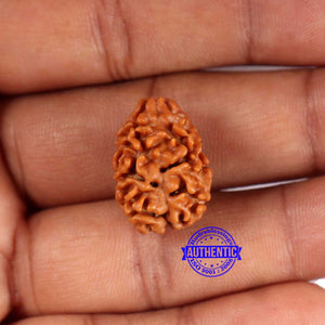 2 Mukhi Rudraksha from Nepal - Bead No. 161