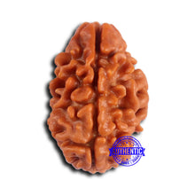 Load image into Gallery viewer, 2 Mukhi Rudraksha from Nepal - Bead No. 161
