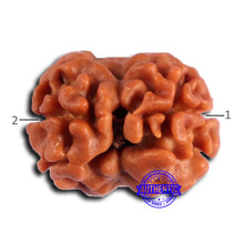 Load image into Gallery viewer, 2 Mukhi Rudraksha from Nepal - Bead No. 162

