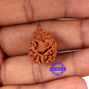 2 Mukhi Rudraksha from Nepal - Bead No. 162