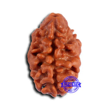 Load image into Gallery viewer, 2 Mukhi Rudraksha from Nepal - Bead No. 162
