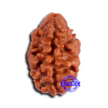 Load image into Gallery viewer, 2 Mukhi Rudraksha from Nepal - Bead No. 162
