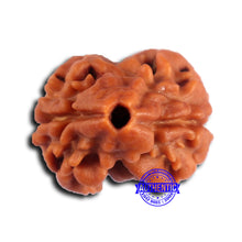 Load image into Gallery viewer, 2 Mukhi Rudraksha from Nepal - Bead No. 164

